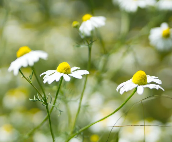 Prästkragar — Stockfoto