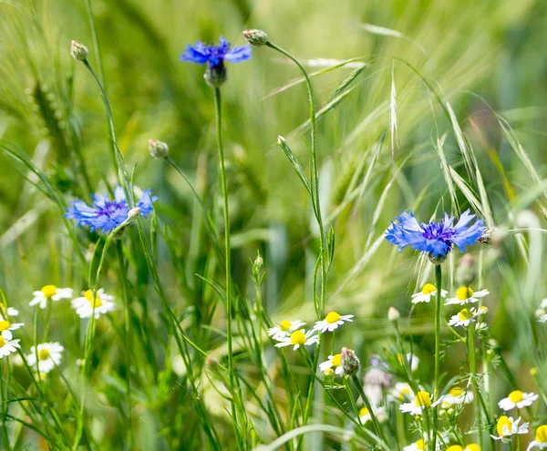 Cornflower — Stock fotografie