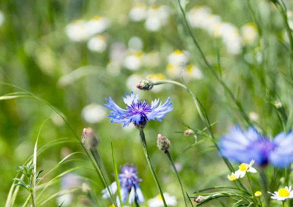 Korenbloem Rechtenvrije Stockfoto's