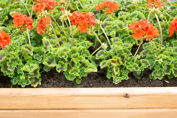 Geraniums — Stock Photo, Image