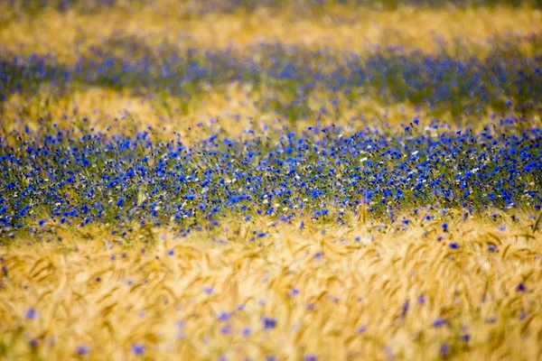 Flores de maíz —  Fotos de Stock