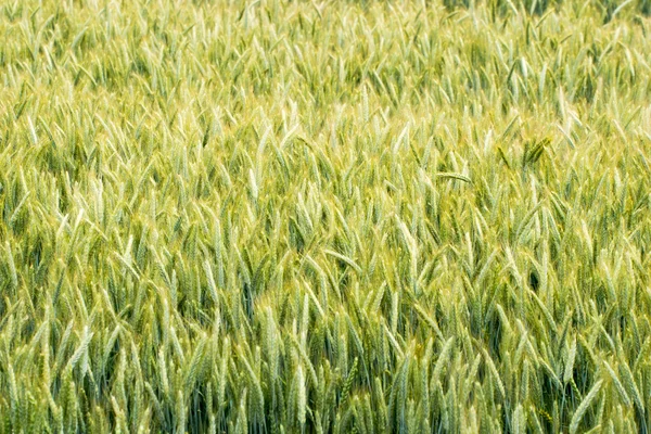 Corn field — Stock Photo, Image