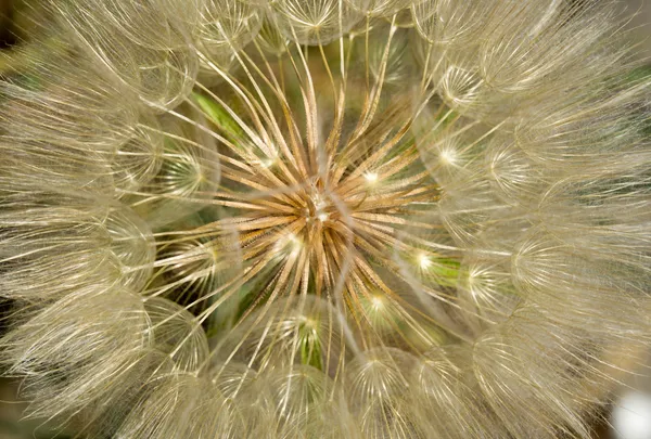 Paardebloem — Stockfoto