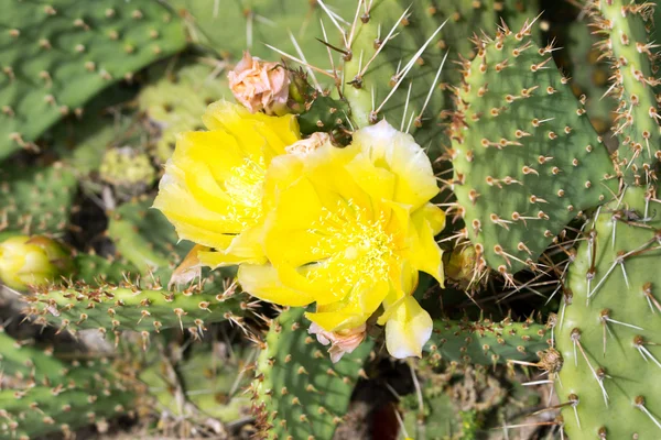 Cactus — Stock Photo, Image