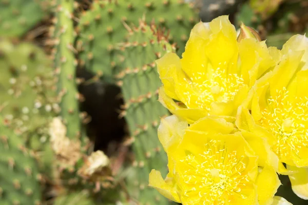 Cactus — Stock Photo, Image