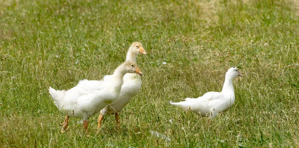 Ducks — Stock Photo, Image