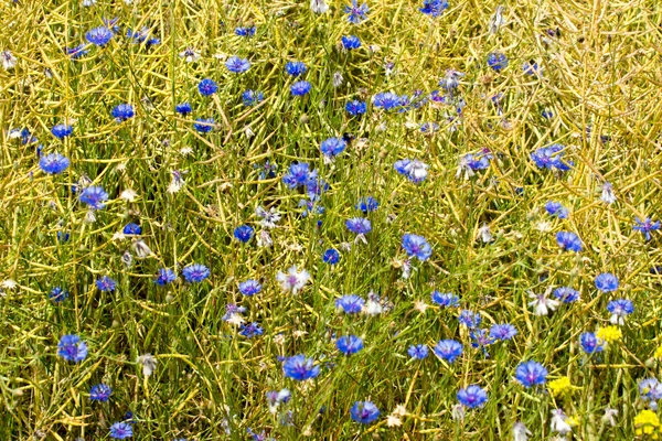 Cornflowers — Stock Photo, Image