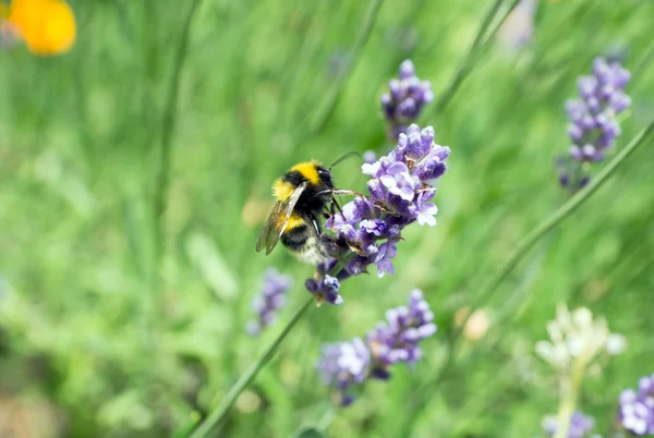 Lavender — Stock Photo, Image