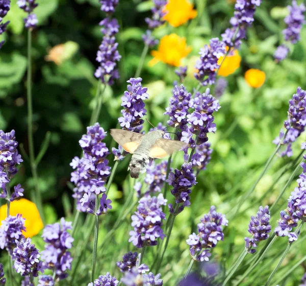 Lavender — Stock Photo, Image