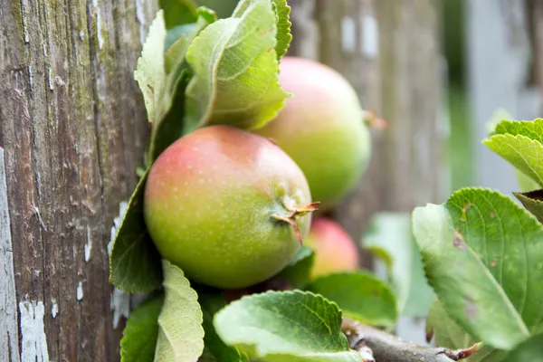 Apple tree — Stock Photo, Image