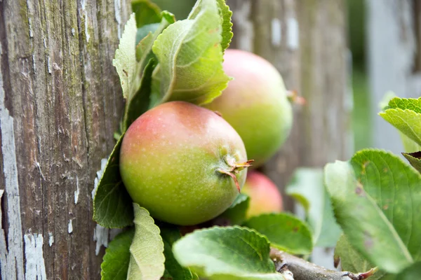 Apple tree — Stock Photo, Image