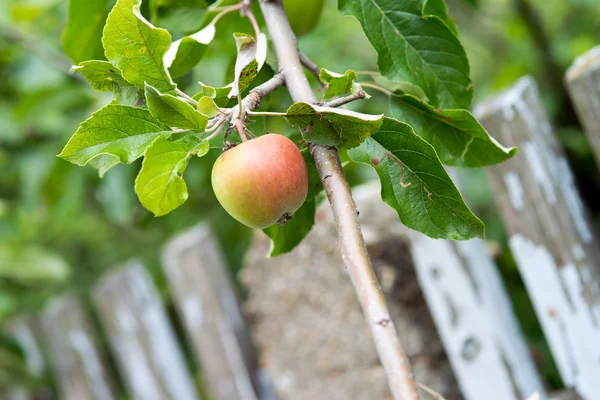 Apfelbaum — Stockfoto