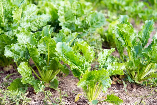 Sugar beet — Stock Photo, Image