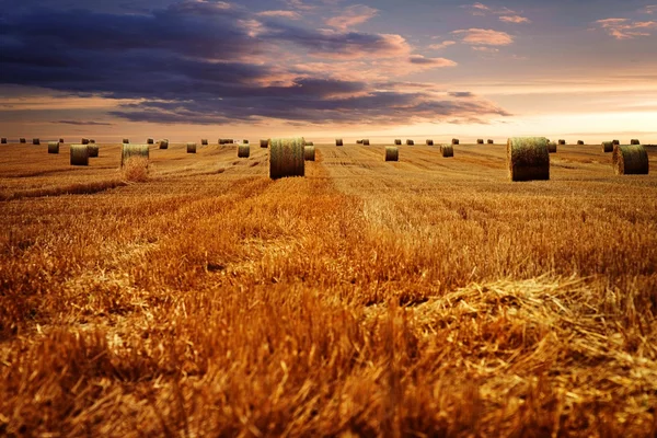 Landwirtschaft — Stockfoto