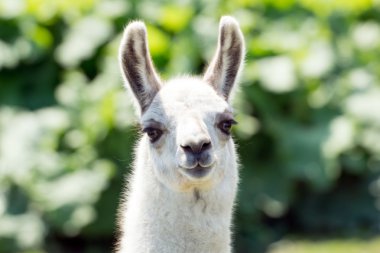 alpaka