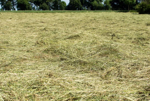 Make hay — Stock Photo, Image