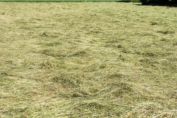 Make hay — Stock Photo, Image