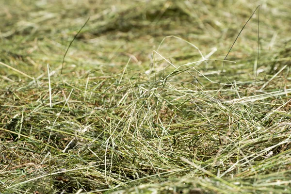 Heu machen — Stockfoto