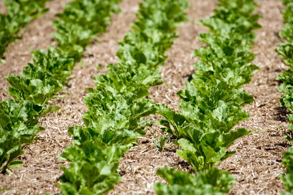 Vegetable growing — Stock Photo, Image