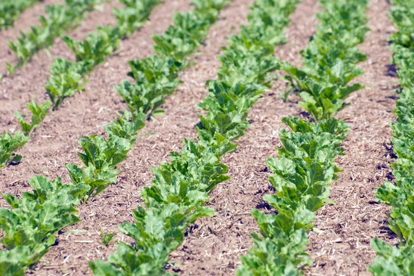 Vegetable growing — Stock Photo, Image