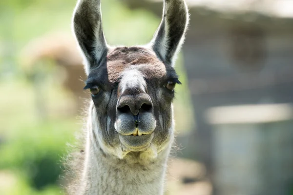 Alpaca — Stock Photo, Image