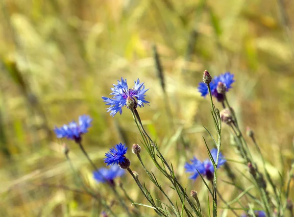 Cornflowers — 스톡 사진