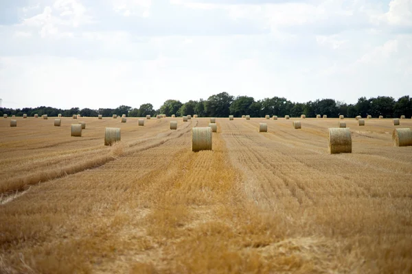 Landwirtschaft — Stockfoto