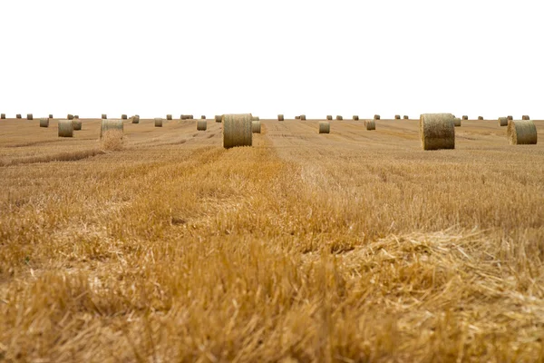 Landwirtschaft — Stockfoto