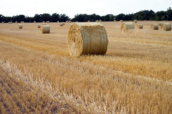 Landbouw — Stockfoto