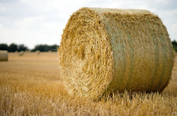 Rolnictwo — Zdjęcie stockowe