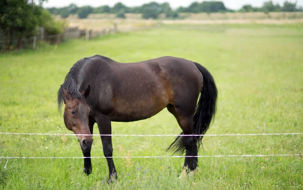 Häst — Stockfoto