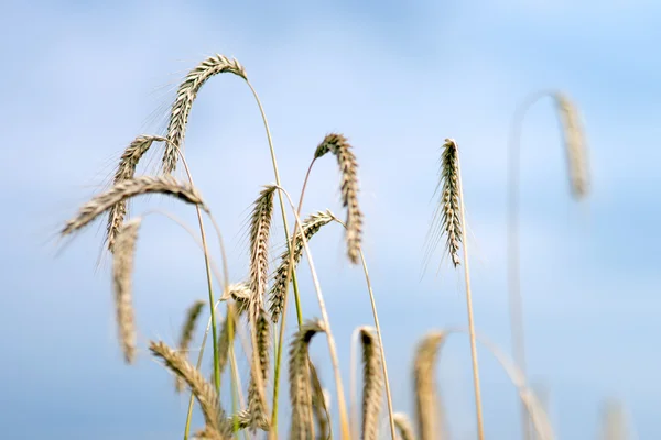 Barley — Stock Photo, Image