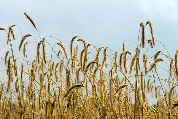 Barley — Stock Photo, Image