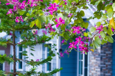 Bauhinia Blakeana Çiçeği Tayland 'ın kırsal kesimindeki bahçede açan güzel çiçek.