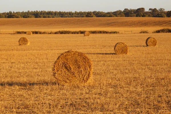 Hay landscape — Stock Photo, Image