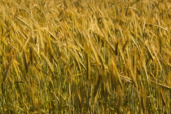 Wheat — Stock Photo, Image