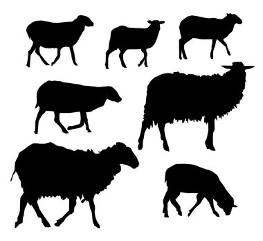 Set of sheeps. Badge. Symbol. clipart