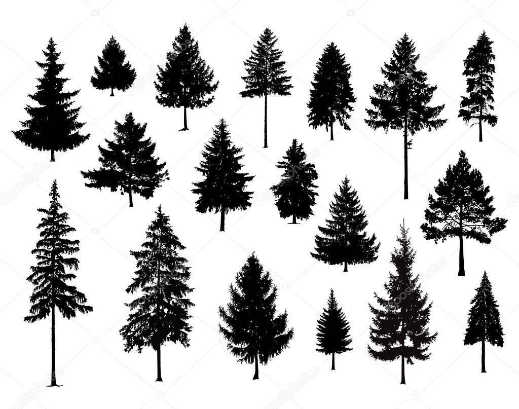 Set. Silhouettes of pine trees. Hand made.