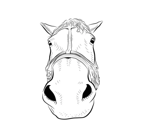 Cabeza Caballo Boceto Arte Emoción Seria — Vector de stock