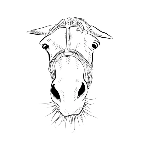 Horse Head Sketch Art Sad Emotion — Stock Vector