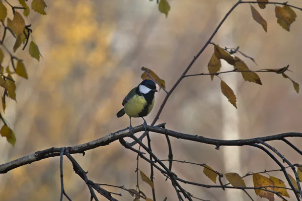 Titmouse — Stock fotografie