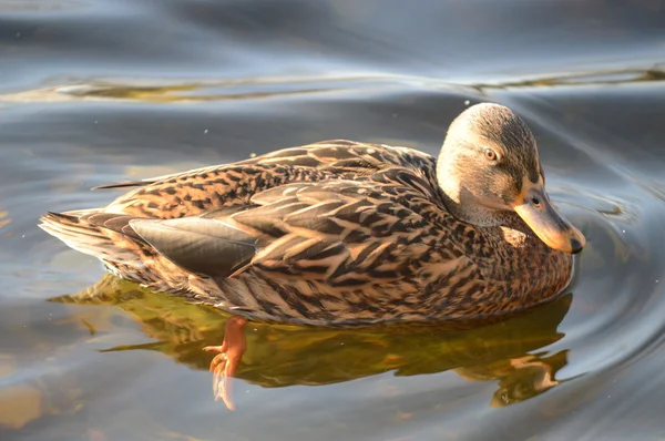 Wild female mallard duck in water — Stock Photo, Image