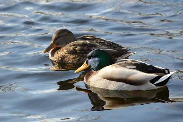 Masculino e feminino de patos-reais nadando juntos — Fotografia de Stock