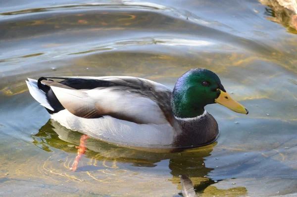 Pato Mallard macho nadando em um lago — Fotografia de Stock