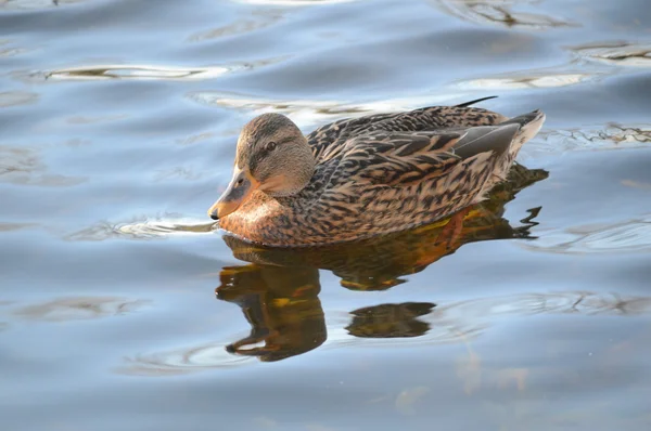Samice kachna divoká kachna plavání v jezeře — Stock fotografie