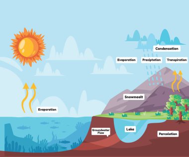 Water cycle process water evaporates to atmosphere condenses into rain in clouds and falls precipitation rain vector