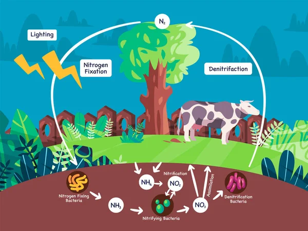Диаграмма Биогеохимического Процесса Азота Преобразованного Атмосферы Почвенный Организм Использованием Фиксации — стоковый вектор