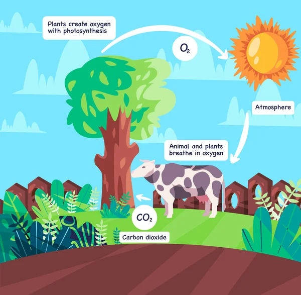 Oxygen Cycle Animal Respiration Photosynthesis Process Producing Corbon Dioxide Scheme — Stock Vector