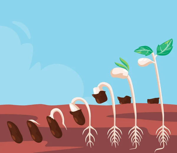 Germination Process Step Growing Seed Sprout Cartoon Illustration Planting Gardening — ストックベクタ