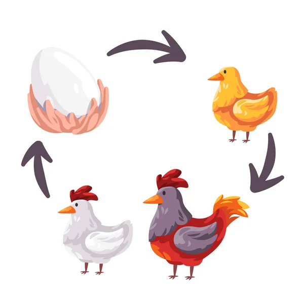 Chicken Life Cycle Stages Egg Young Adult Rooster Reproduction Illustration — Vector de stock